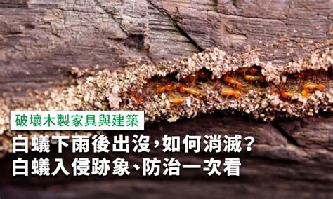 白蟻喜歡的環境|白蟻下雨後出沒，如何消滅？白蟻入侵跡象、防治一次。